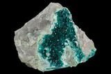 Gorgeous, Gemmy Dioptase Crystal Cluster - Namibia #129091-2